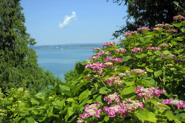 Lake Constance Mainau Island Hydrangea Blossom Lake — Stock Photo, Image