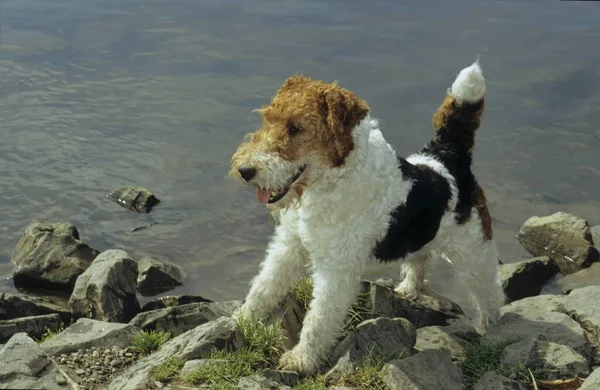 Close View Fox Terrier Posing Water — Stock Photo, Image