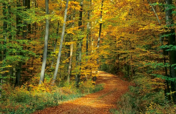Forest Path Autumn — Stock Photo, Image