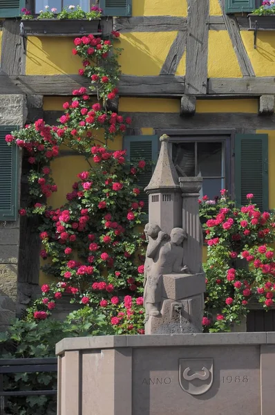 Czerwone Róże Wspinaczkowe Kwitnące Ścianie Domu Wiejska Fontanna Maulbronn Schmie — Zdjęcie stockowe