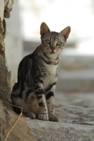 Yaz Bahçesinde Poz Veren Evcil Kedi — Stok fotoğraf
