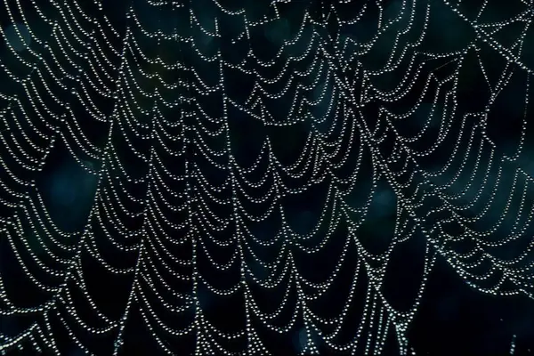Hämähäkinverkko Mustalla Taustalla — kuvapankkivalokuva