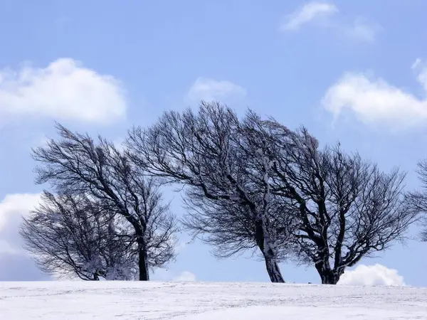 Schauinsland Cerca Friburgo Selva Negra Haya Viento Con Nieve Invierno —  Fotos de Stock