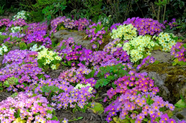 Primroses Primula Vulgaris Floreciendo Jardín Casero — Foto de Stock