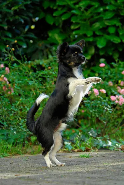 Junger Chihuahua Monate Alt Rüde Langhaar Tricolor Aufrecht Auf Hinterbeinen — Stockfoto