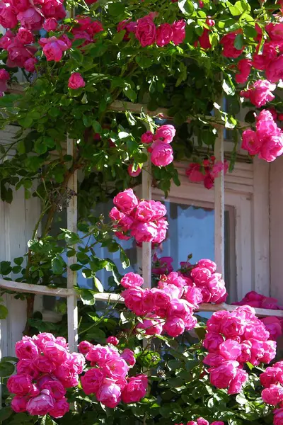 Roze Klimrozen Tuin Uitzicht Overdag — Stockfoto