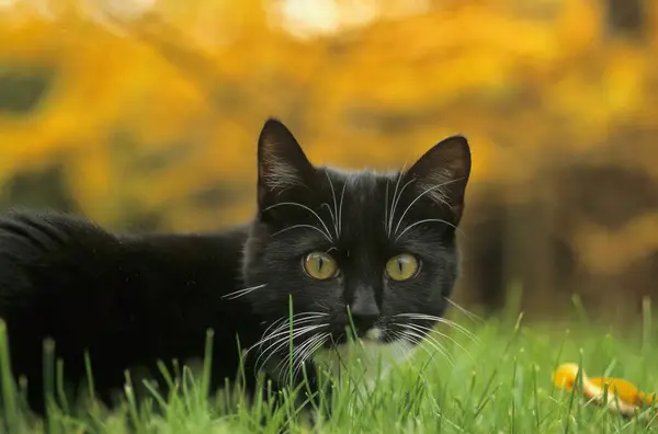 Νεαρή Οικιακή Γάτα Ποζάρει Στο Πράσινο Γρασίδι — Φωτογραφία Αρχείου