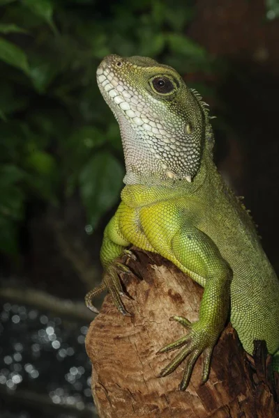 Dragón Agua Verde Physignathus Concincincinus — Foto de Stock