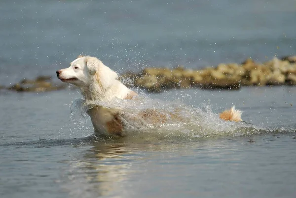 Австралийская Овчарка Прыгает Воду — стоковое фото