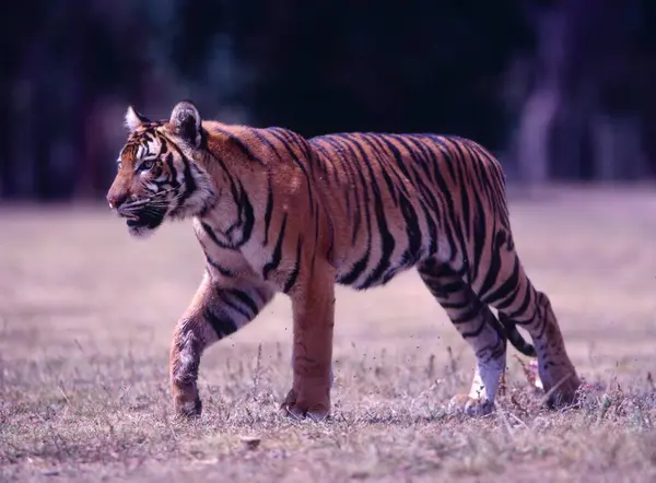 皇家孟加拉虎 Panthera Tigris Tigris Tigris — 图库照片