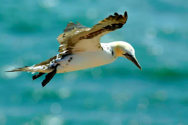 Northern Gannets Closeup Shot Wild Birds — Stock Photo, Image