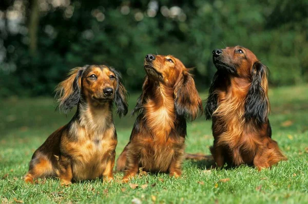 Крупним Планом Три Довгошерстих Собаки Дахшунд — стокове фото
