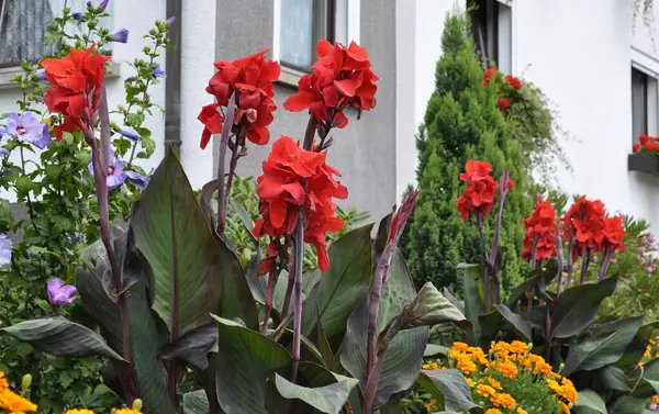 Canna Roja Floreciendo Jardín — Foto de Stock