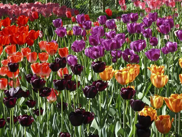 Mooie Tulpenbloesem Zomertuin — Stockfoto