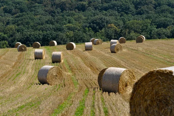 Straw Bales Grain Field Knittlingen — Stock Photo, Image
