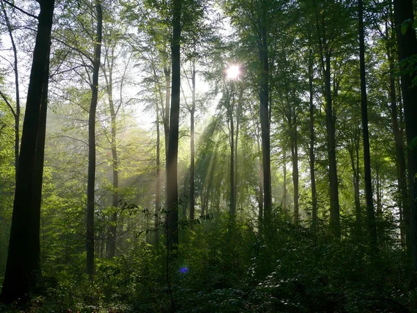 Лиственные Леса Весной Туман Лесу Солнечные Лучи Лесу — стоковое фото