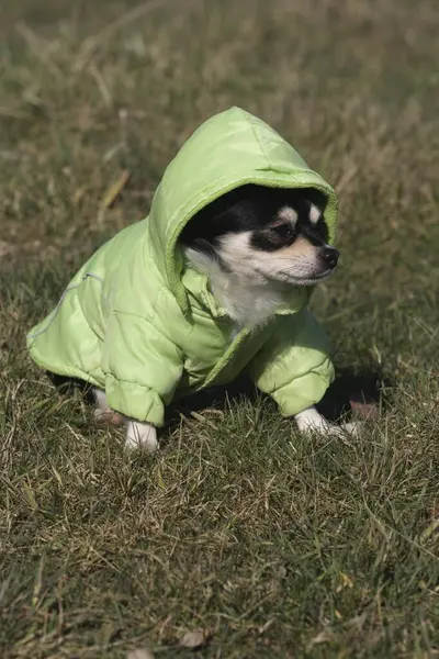 Longhaired Chihuahua, bitch, with dog clothes on the meadow