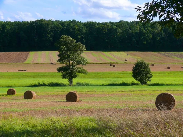 Strohballen Auf Einem Getreidefeld Tag Erntekonzept — Stockfoto