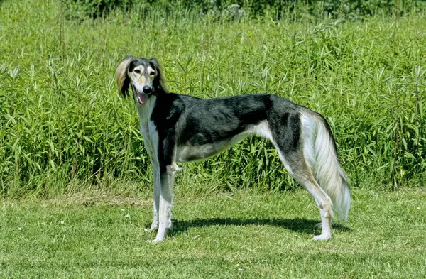 Saluki 페르시아어 Greyhound 페르시아어 Greyhound — 스톡 사진