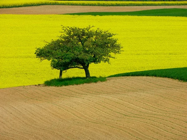 Blossoming Yellow Rape Field Field Scenery Apple Trees Blossoming Yellow — Stock Photo, Image