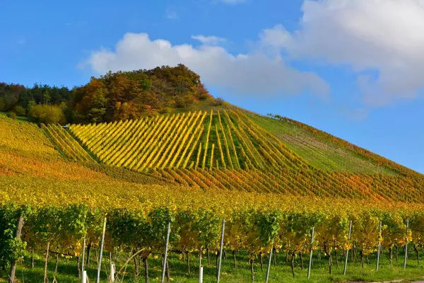 Kleurrijke Wijngaarden Herfst Stromberg Regio Wrttemberg Gndelbach Duitsland Europa — Stockfoto