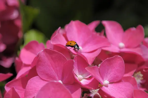 Πασχαλίτσα Που Κάθεται Στην Ορτανσία Λουλούδια Στον Κήπο — Φωτογραφία Αρχείου