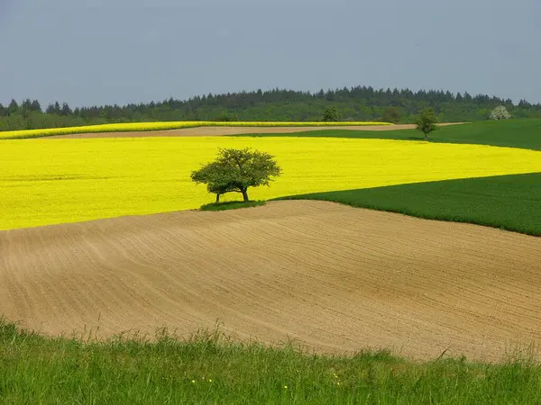花開く黄色いレイプ場 フィールド風景 リンゴの木 花開く黄色いレイプ場 フィールド風景 クラチガウ バーデン ウルテンベルク ドイツ ヨーロッパ — ストック写真