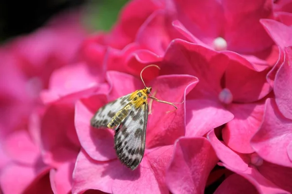 Papillon Sur Fleur Hortensia — Photo