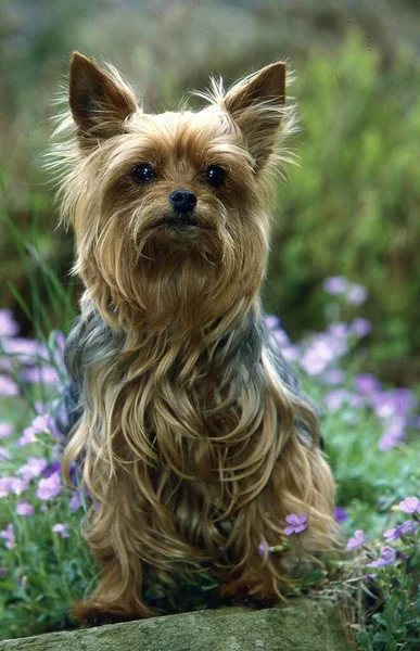 Yorkshire Terrier Midget Terrier Yorkshire Terrier Törpe Terrier — Stock Fotó