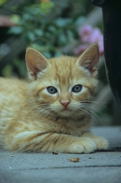 Młody Kociak Domowy Śmietana — Zdjęcie stockowe