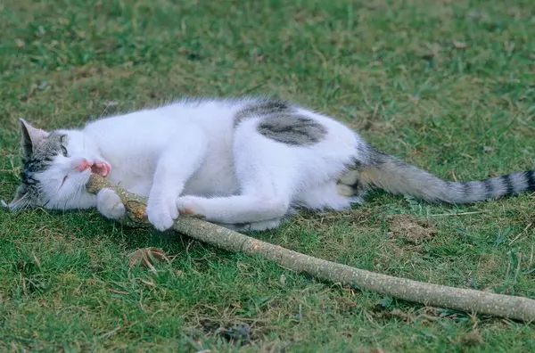Hauskatze Liegt Gras Und Beißt Auf Stock — Stockfoto