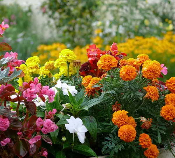 Różne Letnie Kwiaty Byliny Domek Ogrodzie Czarnym Lesie — Zdjęcie stockowe
