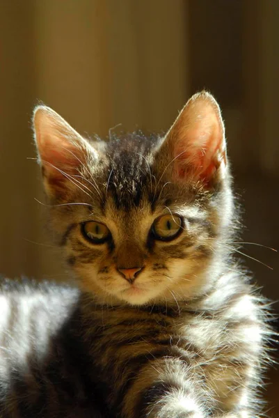 若い家庭用子猫 マッケル — ストック写真