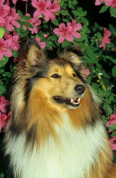 Close Widok Sheltie Pies Tle Kwiatów — Zdjęcie stockowe