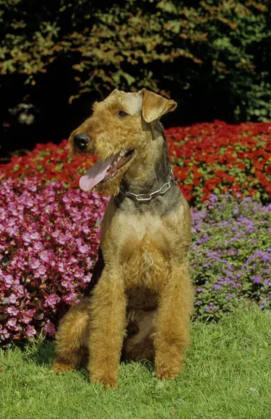 Close Widok Airedale Terrier Tle Kwiatów — Zdjęcie stockowe