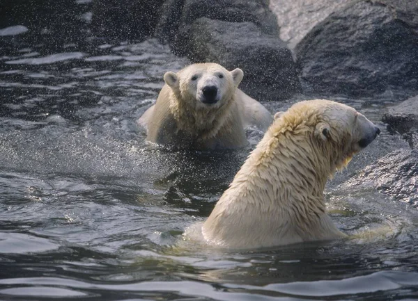 Белый Медведь Ursus Maritimus Белый Медведь — стоковое фото