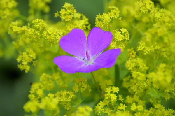 庭で女性のマントル花に咲くクレーンビル — ストック写真