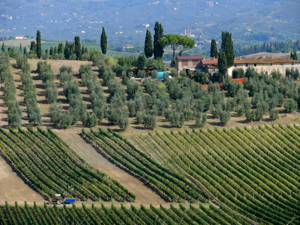 イタリア フローレンス ヴィニヤーズ近くのトスカーナ オリーブの木 — ストック写真