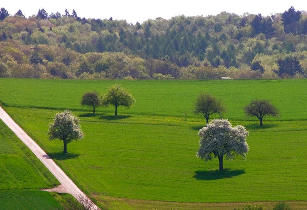 夏天草地上的梨树 白天的景色 — 图库照片