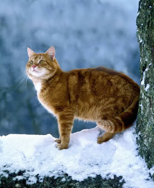 Rood Wit Huiskat Sneeuw — Stockfoto