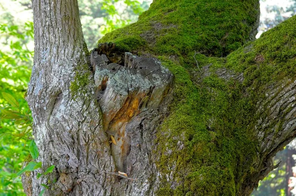 康斯坦茨湖岛缅因州 树上生长 老树干 — 图库照片