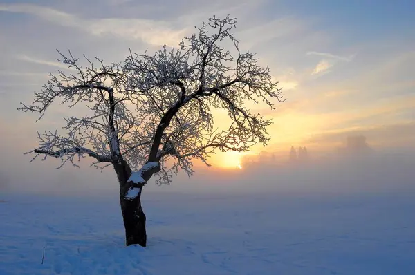 Sunrise Snow Maulbronn — Stock Photo, Image