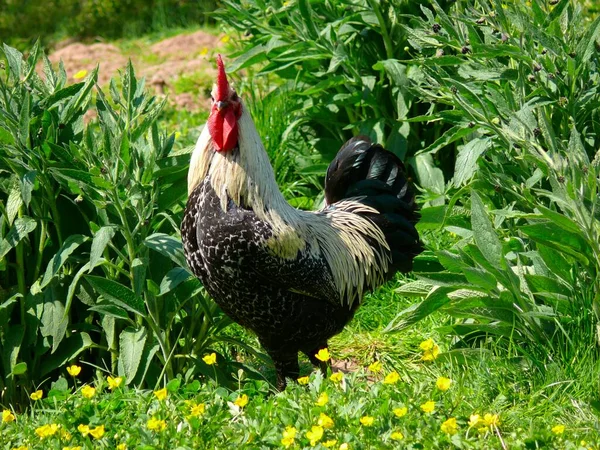 닭고기 가정용 닭고기 갈루스 갤러스 가정용 — 스톡 사진