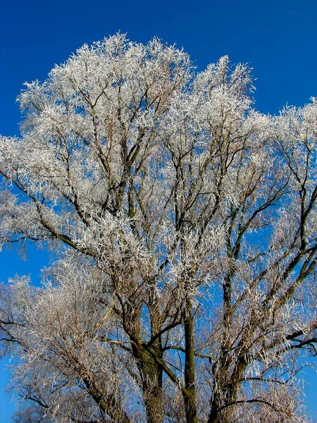 First Hoarfrost Tree Branches Winter Scenery Stock Photo