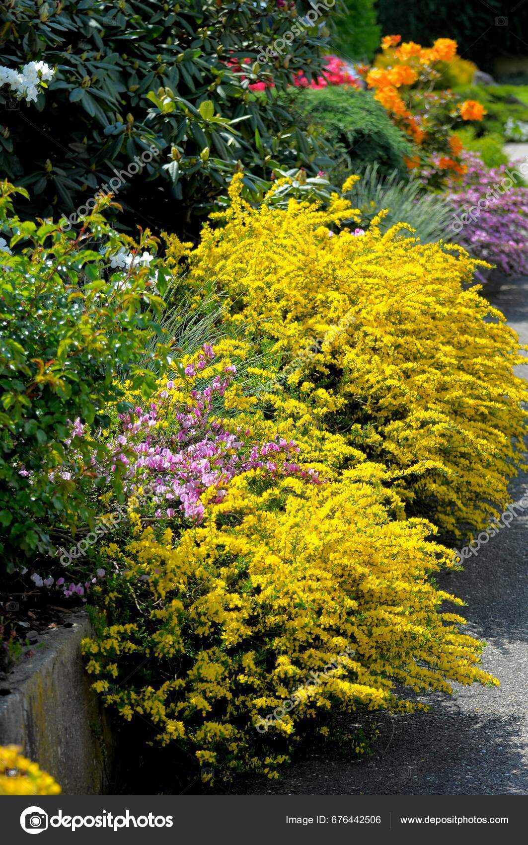 Broom Flowering Garden Common Broom Cytisus Scoparius Broom Shrub Gilia