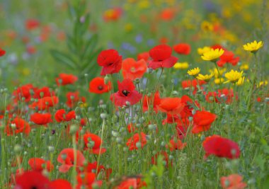 beautiful poppy flowers blooming on green field clipart