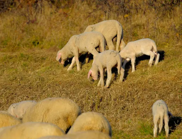 Peyzaj Sonbaharda Otlayan Swabian Alb Sürüsü Kuzular Kuzular Evcil Koyunlar — Stok fotoğraf