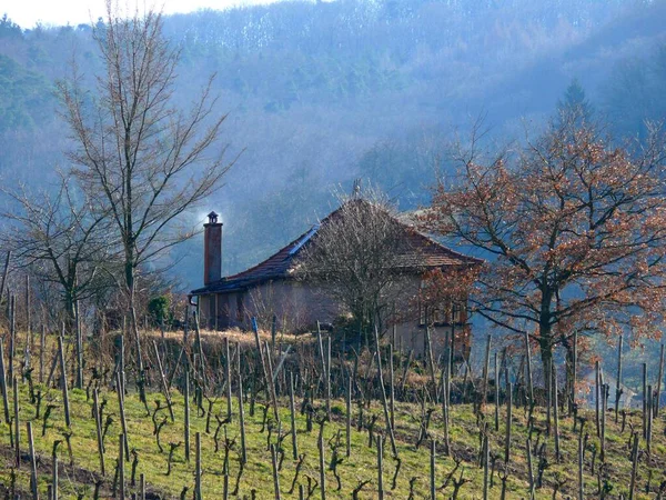 Vineyards Knittlingen Freudenstein Télen Természet Hátterében — Stock Fotó