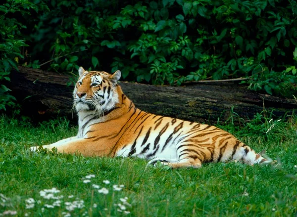 Tygrys Syberyjski Panthera Tigris Altaica Lub Tygrys Amurski — Zdjęcie stockowe