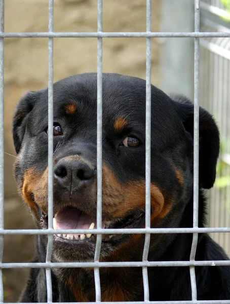 Rottweiler, dog in cage, FCI Standard No. 147